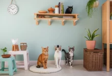 Photo of Организация пространства для выгула домашних кошек