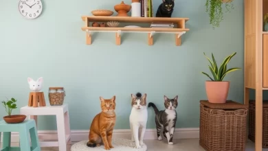 Photo of Организация пространства для выгула домашних кошек